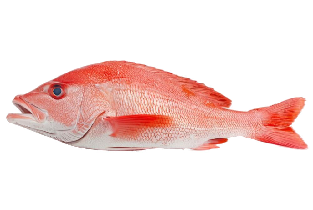 RED SNAPPER